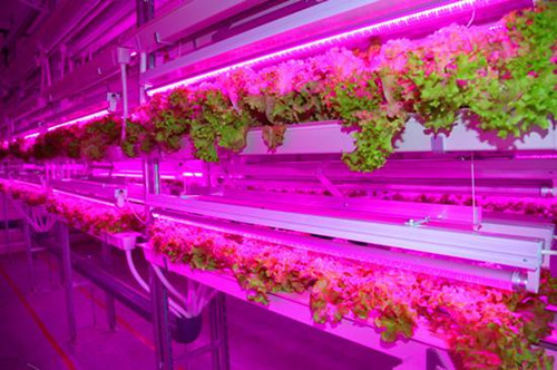 LED������ɾ��r(n��ng)��(ch��ng)��δ��(l��i)