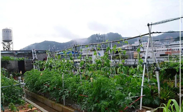 聽說了嗎，多米居然開始搞副業(yè)了？