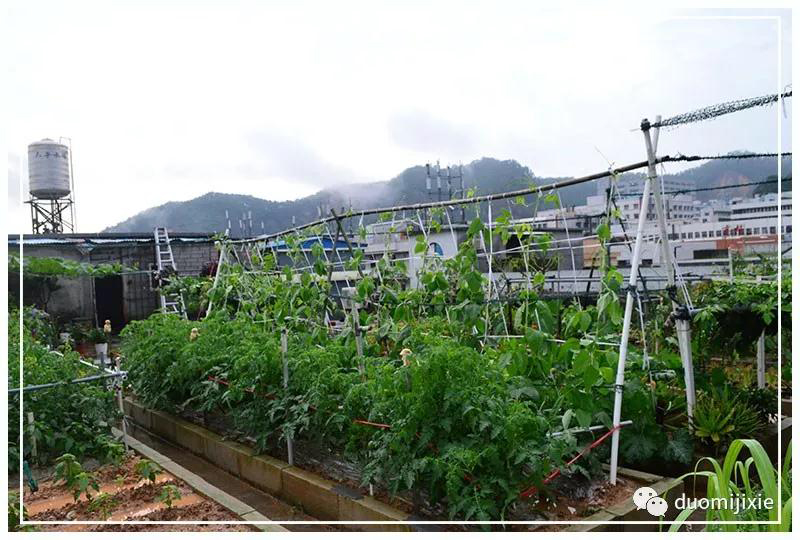 聽說了嗎，多米居然開始搞副業(yè)了？