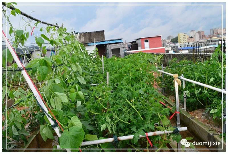 聽說了嗎，多米居然開始搞副業(yè)了？