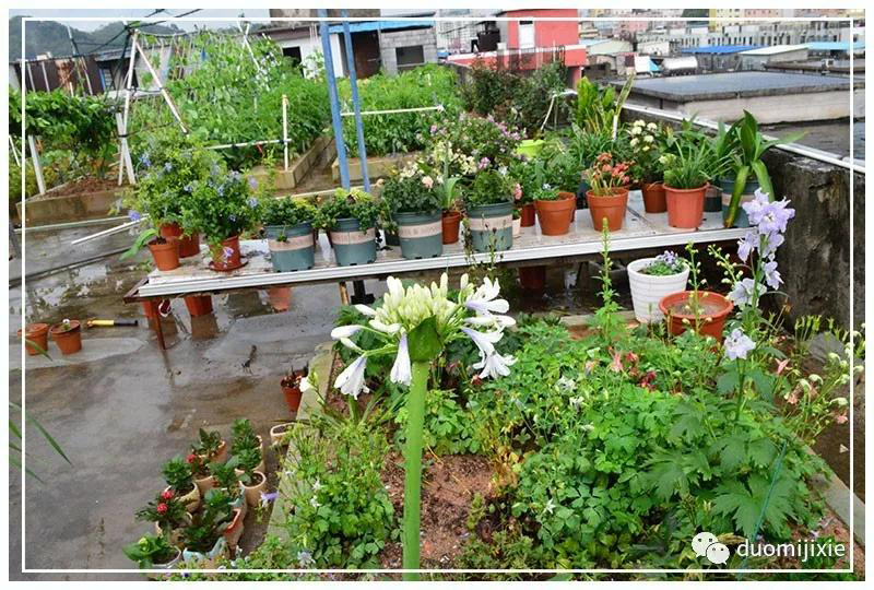 聽說了嗎，多米居然開始搞副業(yè)了？